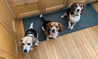 Beagles